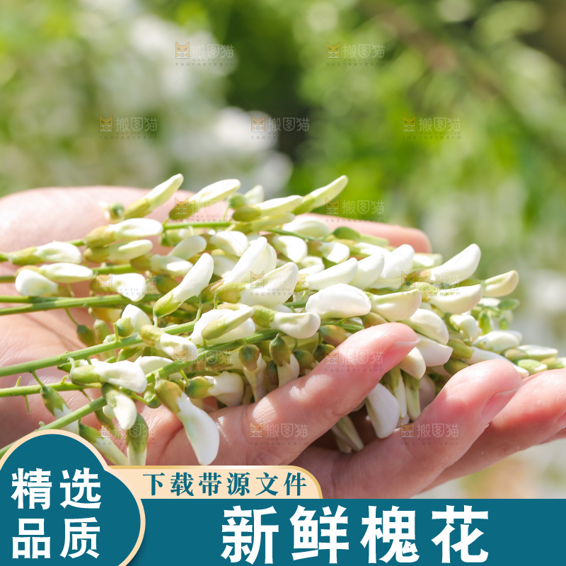 手里拿着新鲜槐花