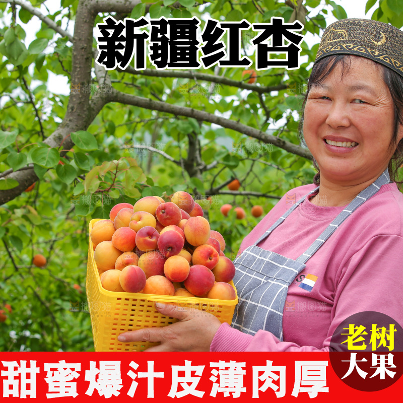 果园里女人手里端着一篮小红杏