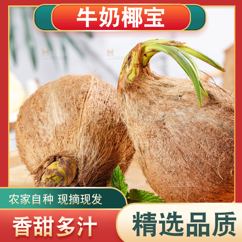 木盘里放着海南椰宝