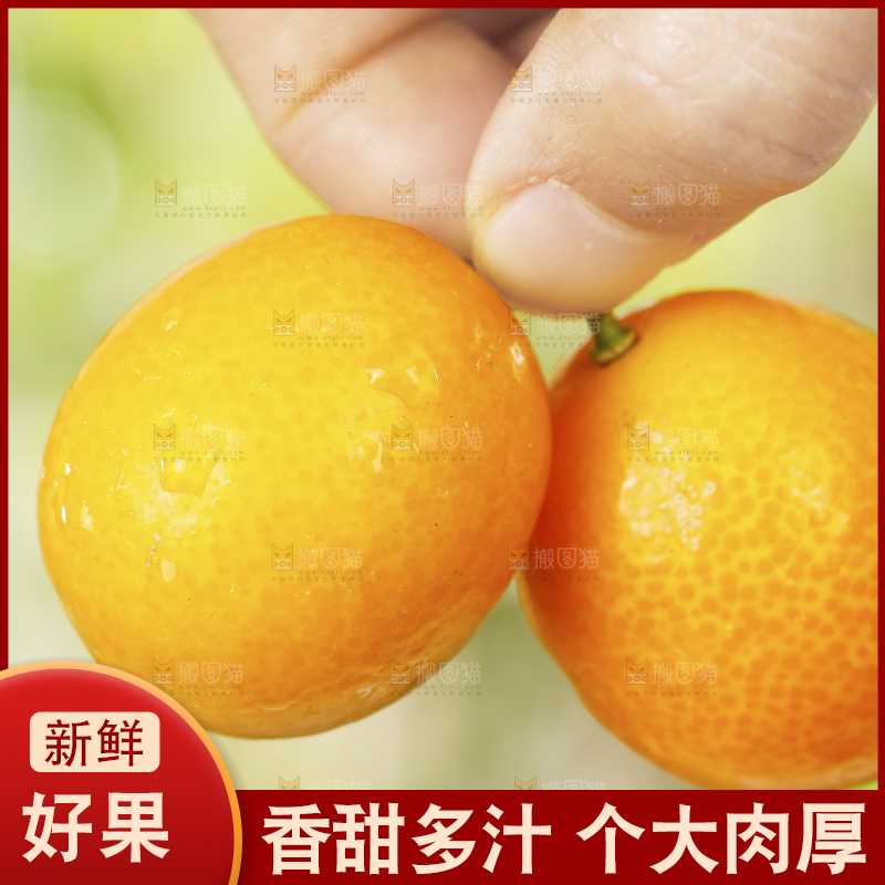 手里拿着融安小金桔