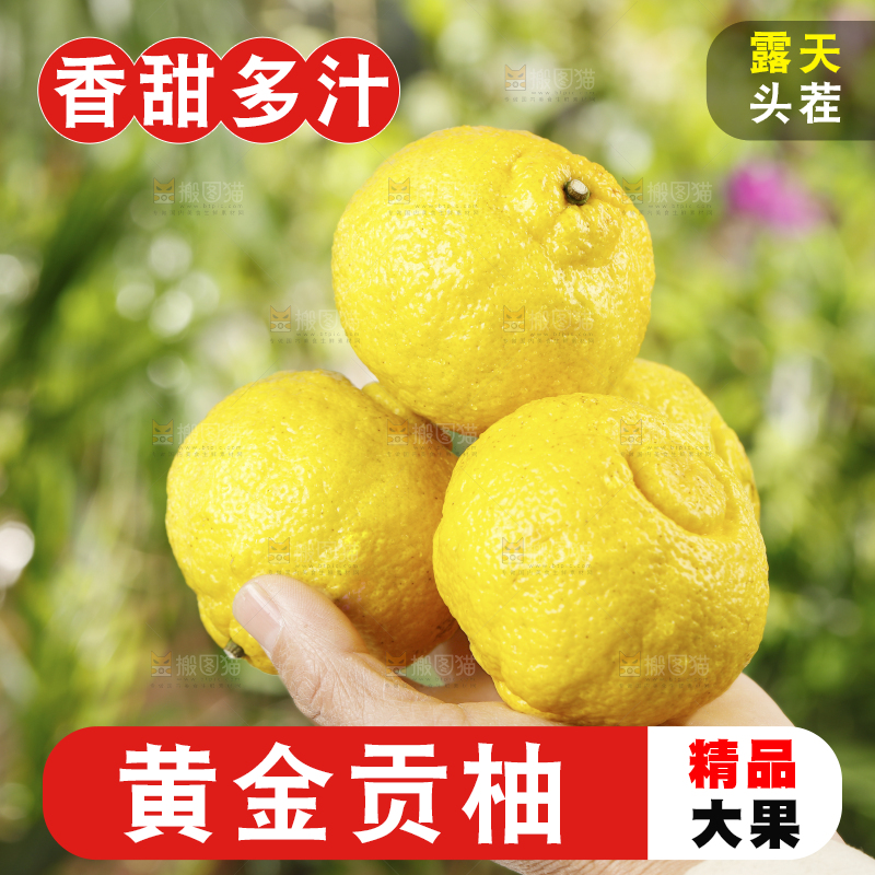 手里捧着黄金贡柚