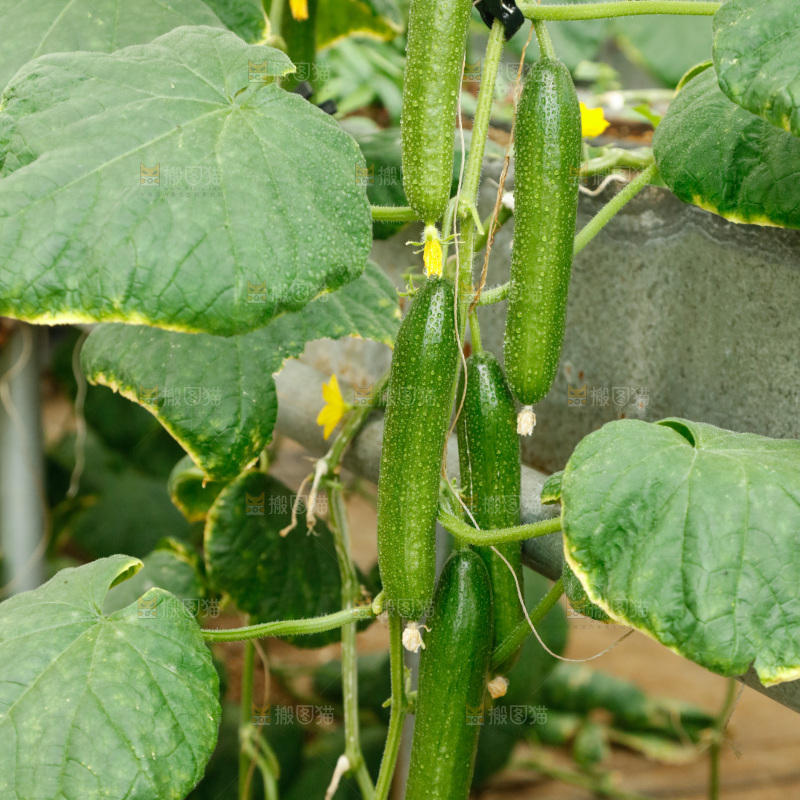 水果黄瓜种植基地