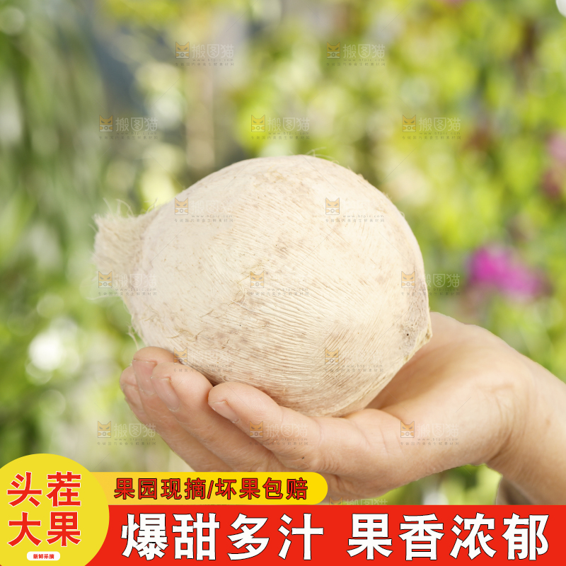 手里拿着椰子