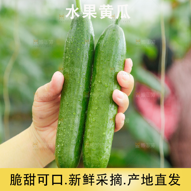 手里拿着无刺黄瓜