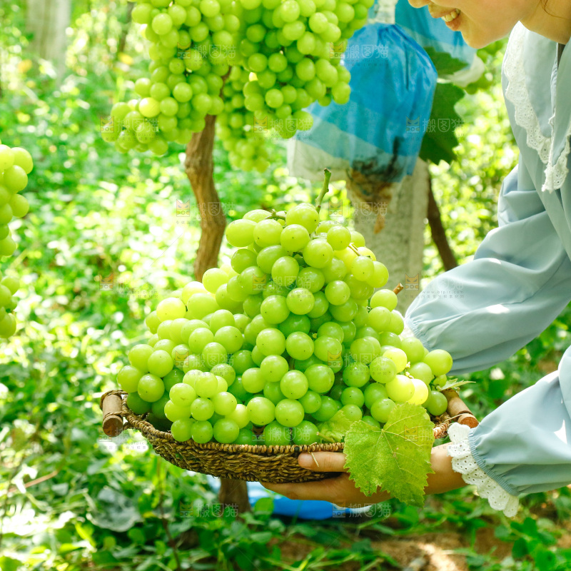 果园手里端着一篮阳光玫瑰青提
