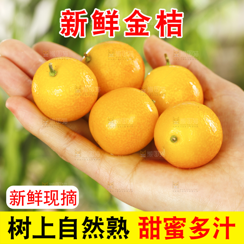手里拿着融安小金桔