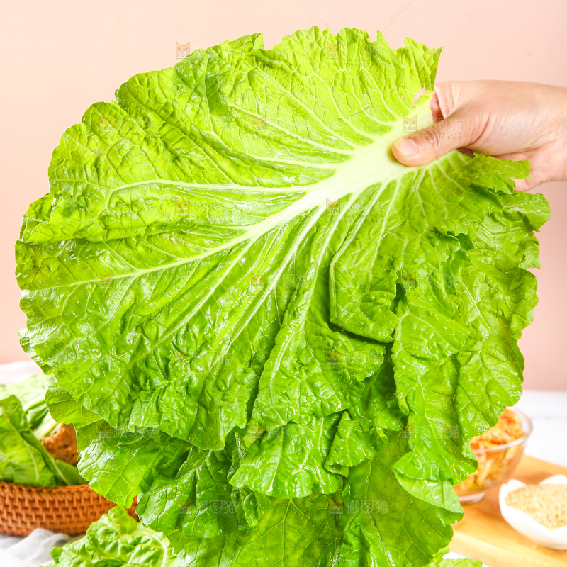 手里拿着东北大白菜叶子