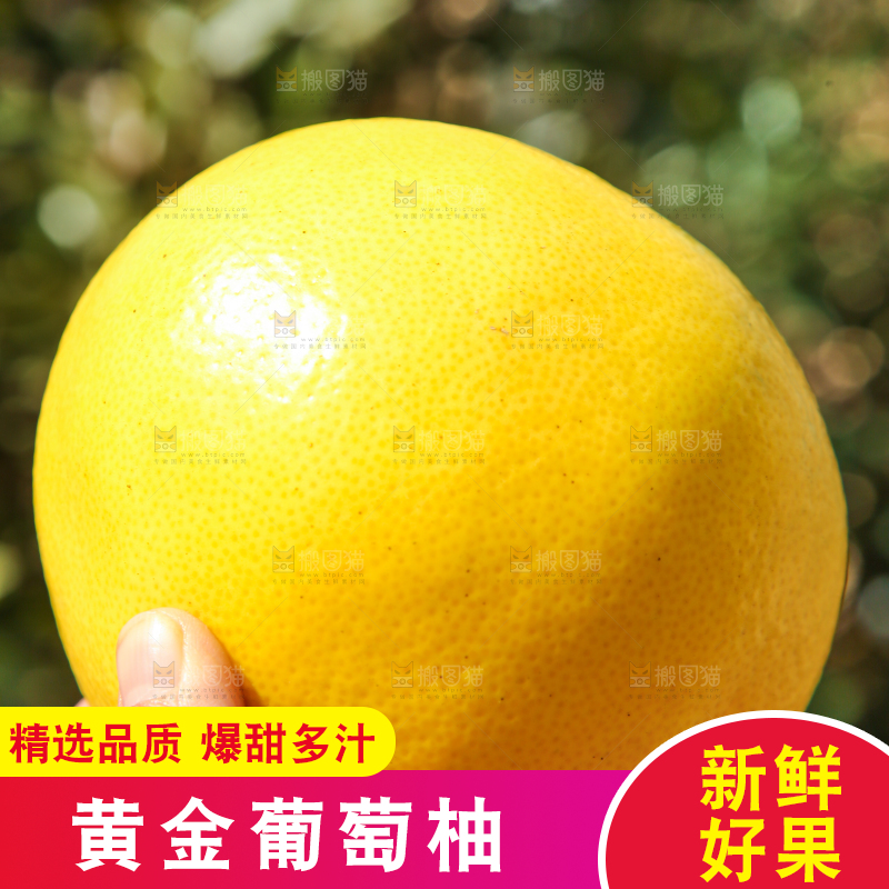 手里拿着黄金葡萄柚