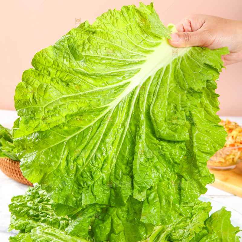 手里拿着东北大白菜叶子