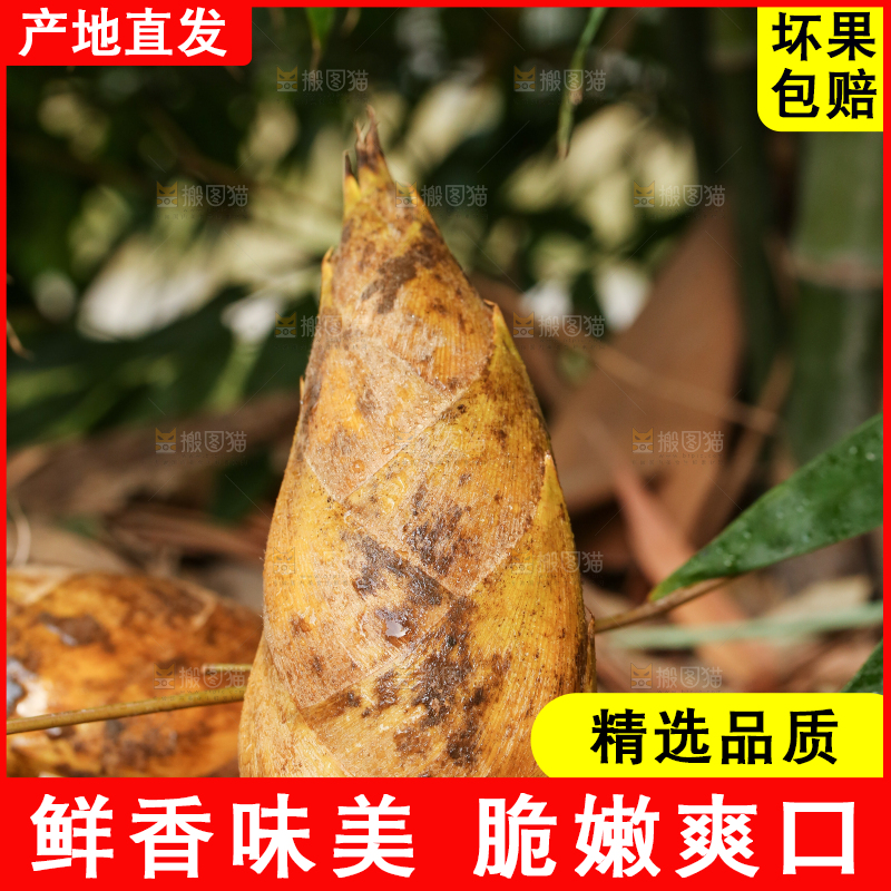 黄泥冬笋种植基地