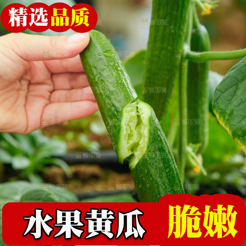 手里拿着掰开的黄瓜