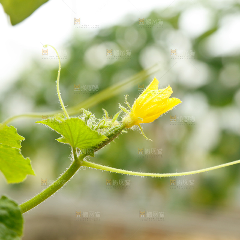 藤上开着黄瓜花