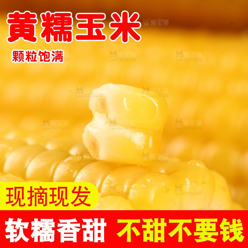 新鲜的黄糯玉米