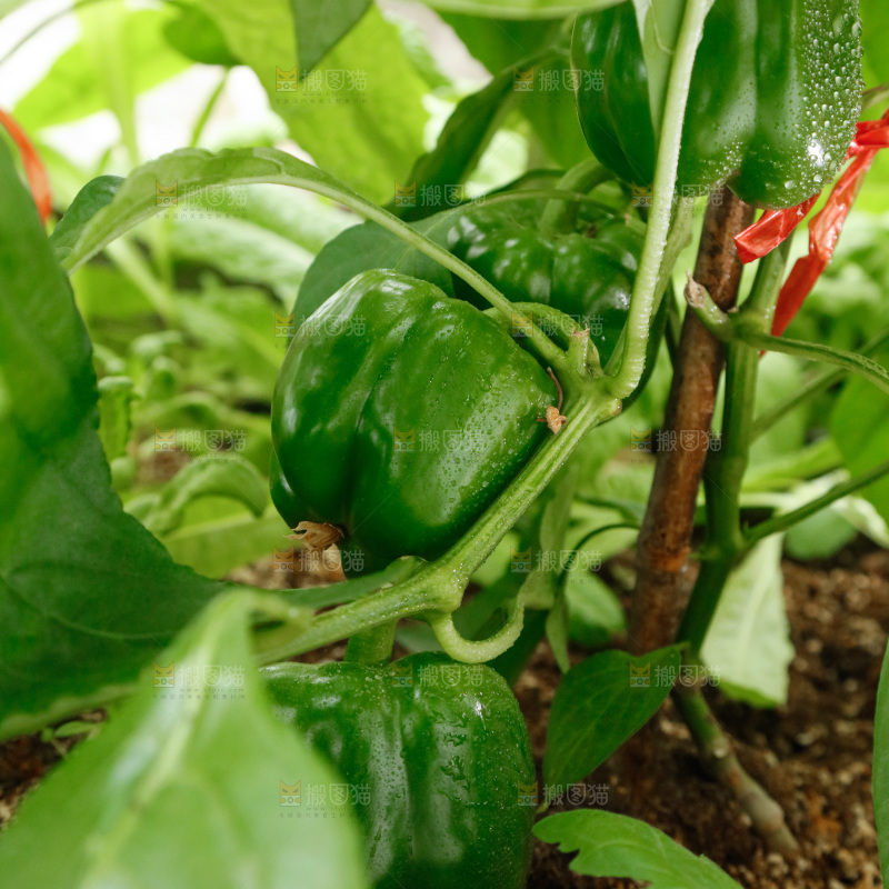 彩椒种植