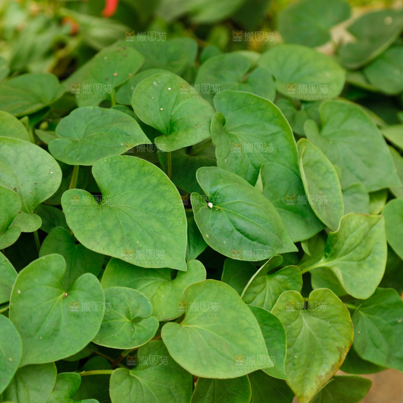 大棚种植红薯