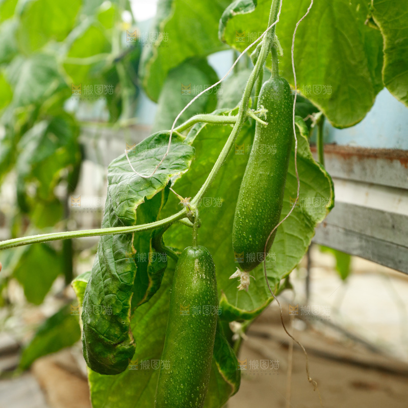 水果黄瓜种植基地