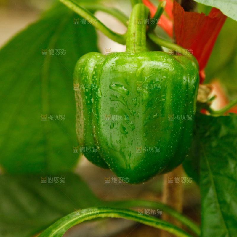 五彩椒种植基地