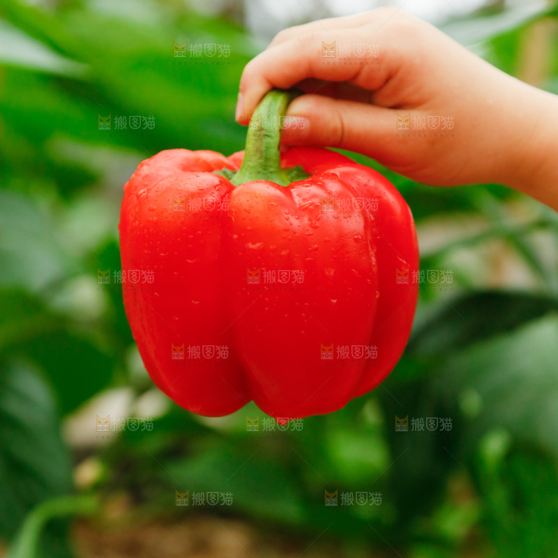 手里拿着红彩椒