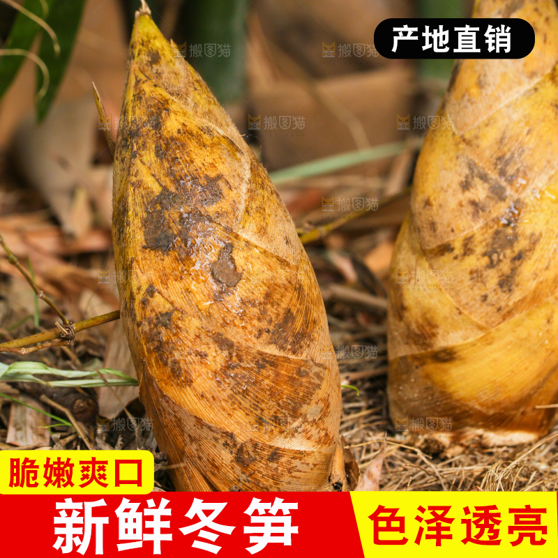 黄泥冬笋种植基地