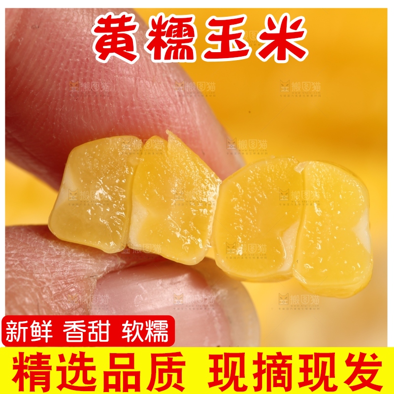 手里拿着黄糯玉米粒