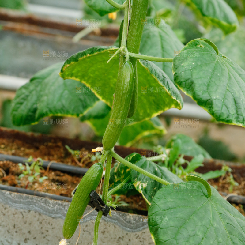 水果黄瓜种植基地