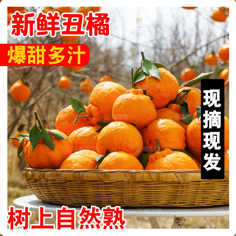 篮子里装着不知火丑橘