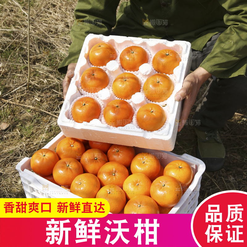 泡沫箱里装着武鸣沃柑