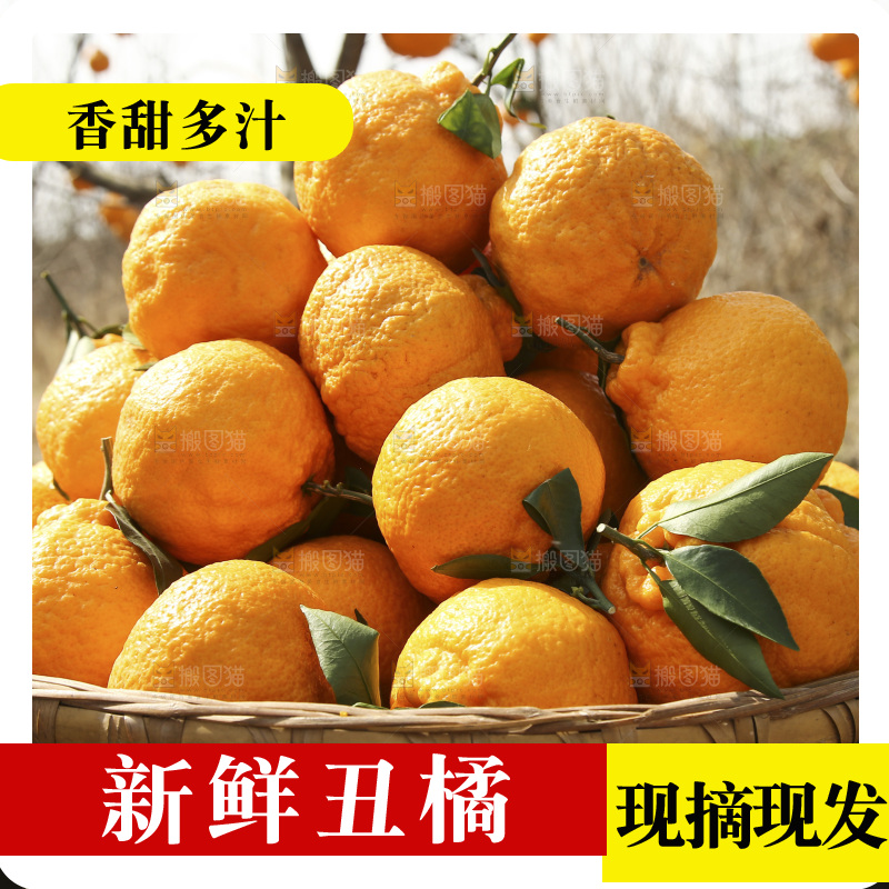 篮子里装着不知火丑橘