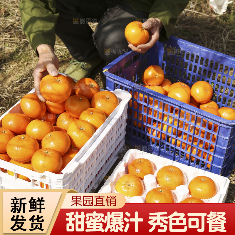 泡沫箱里装着武鸣沃柑