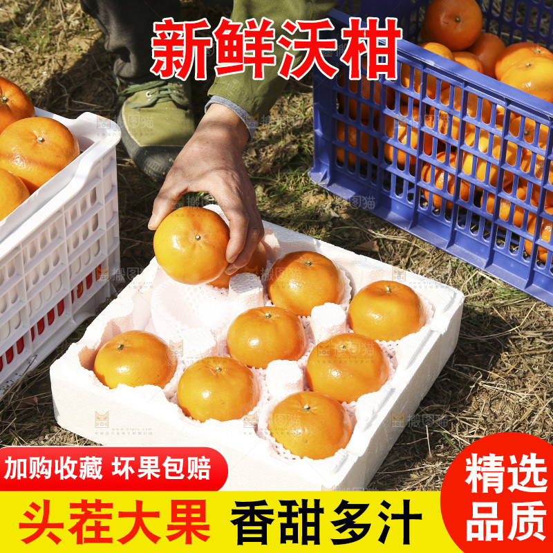 泡沫箱里装着武鸣沃柑