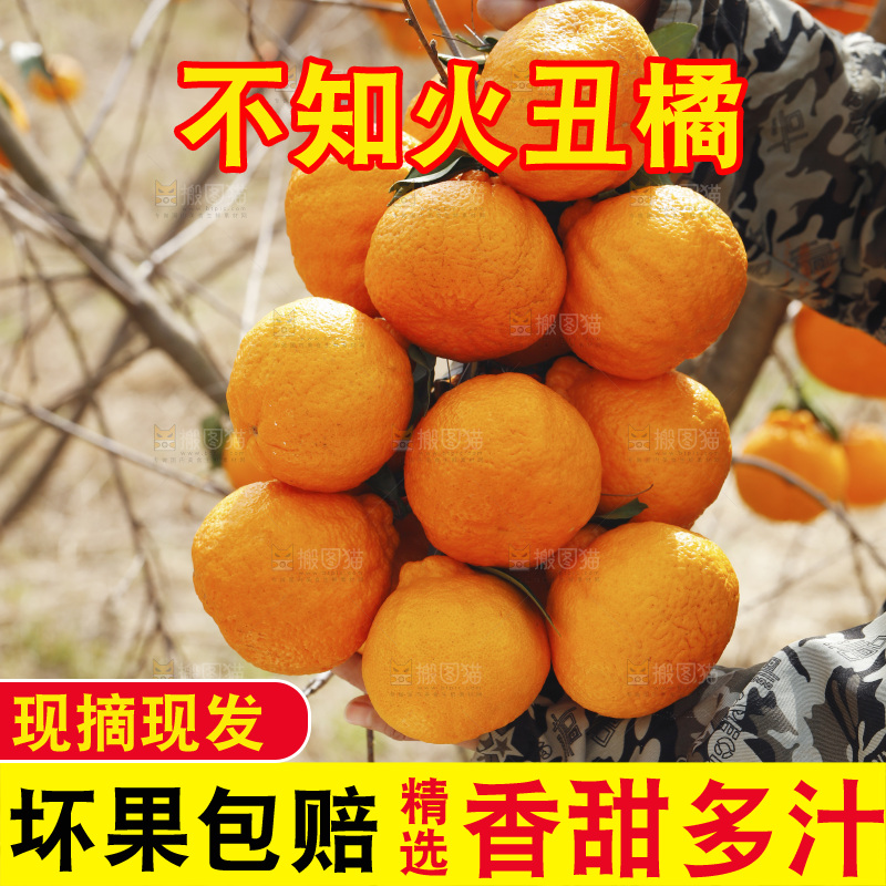 手里拿着一串丑橘