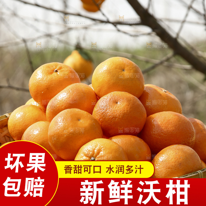 篮子里的武鸣沃柑