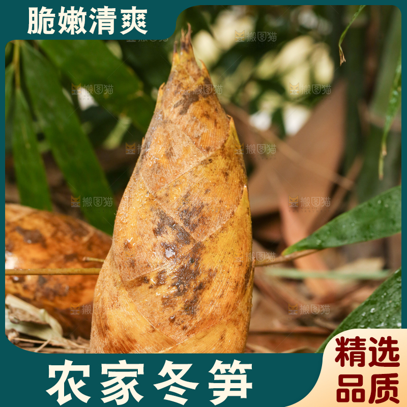 黄泥冬笋种植基地