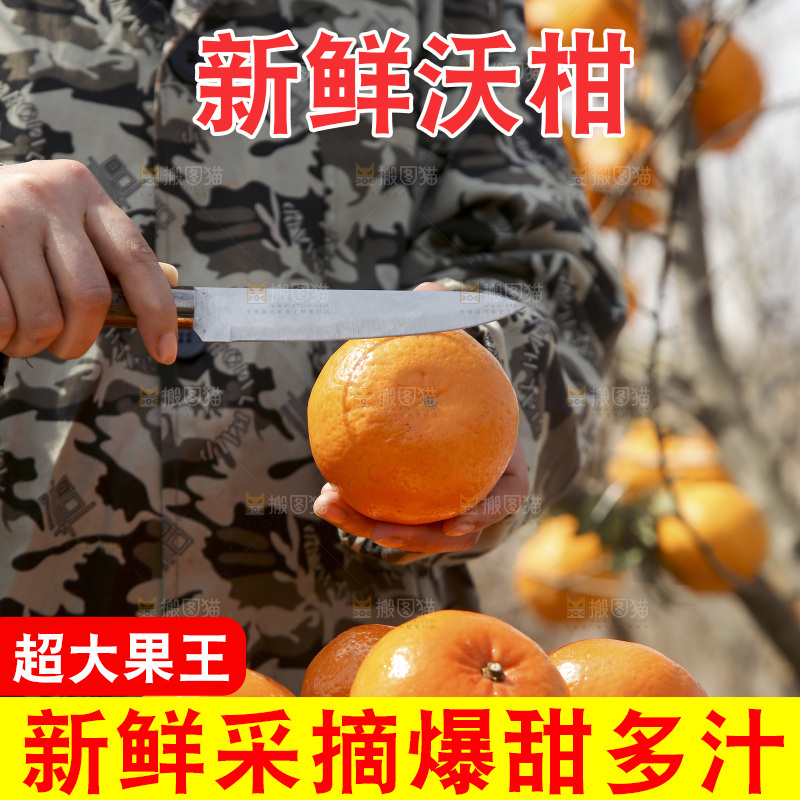 刀切着武鸣沃柑