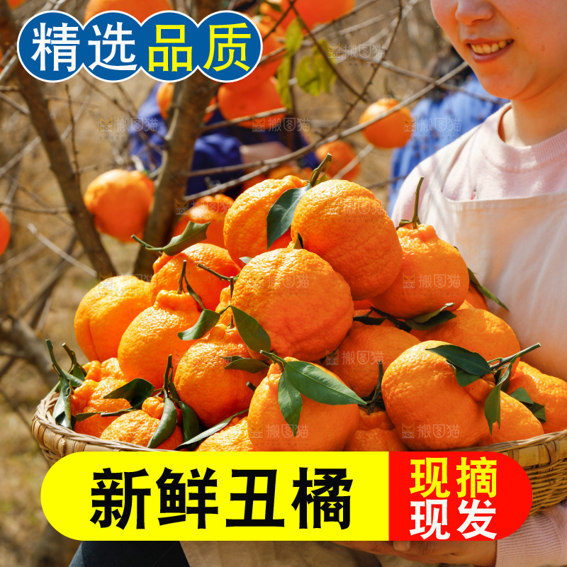 果园女人手里端着一篮丑橘