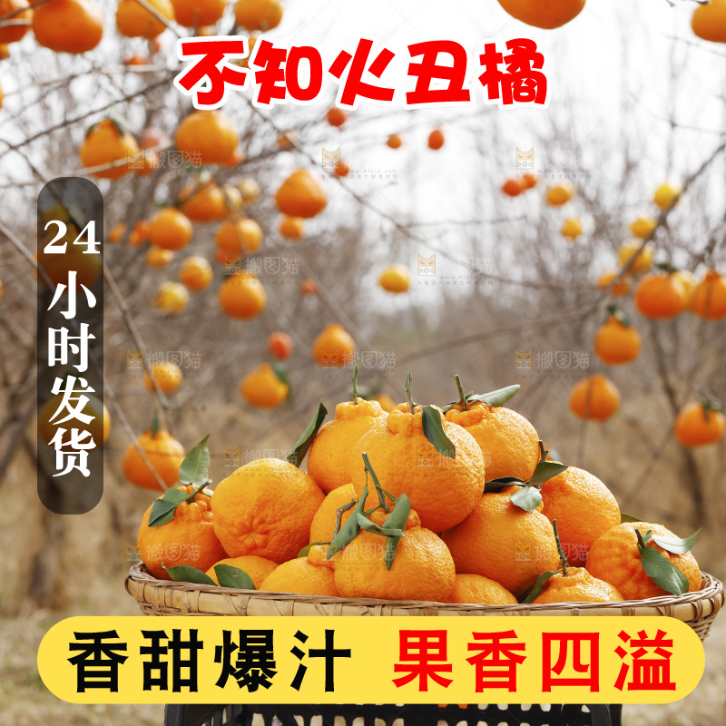 篮子里装着不知火丑橘