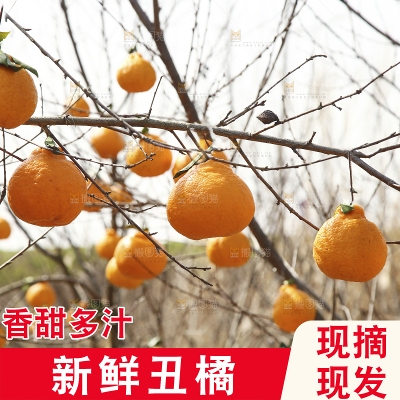 果园里树上挂着丑橘