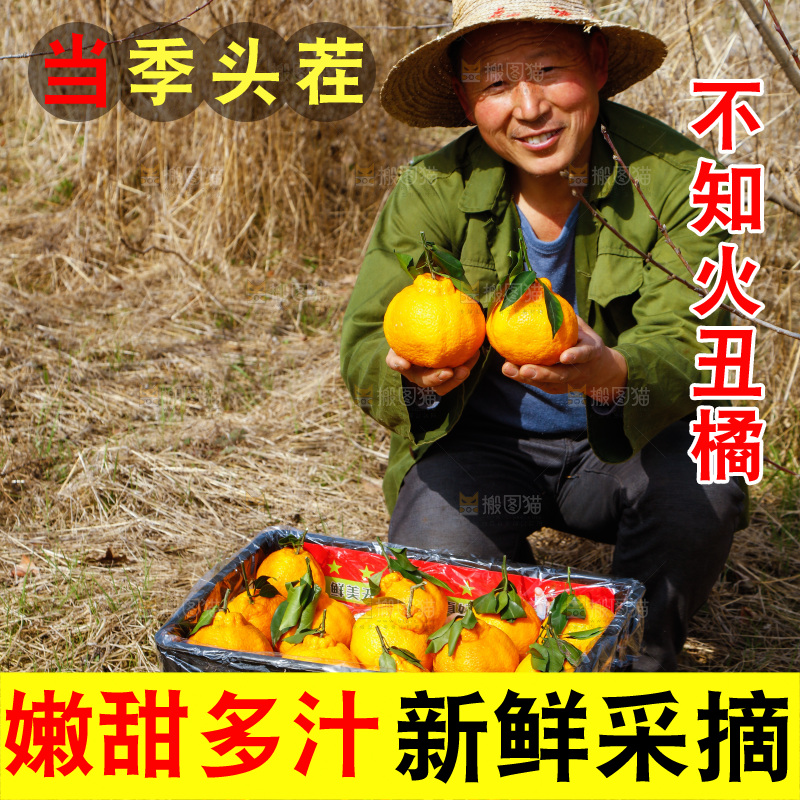 农民手里拿着四川丑橘