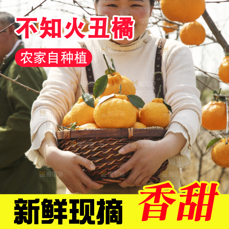果园女孩手里抱着一篮四川丑橘