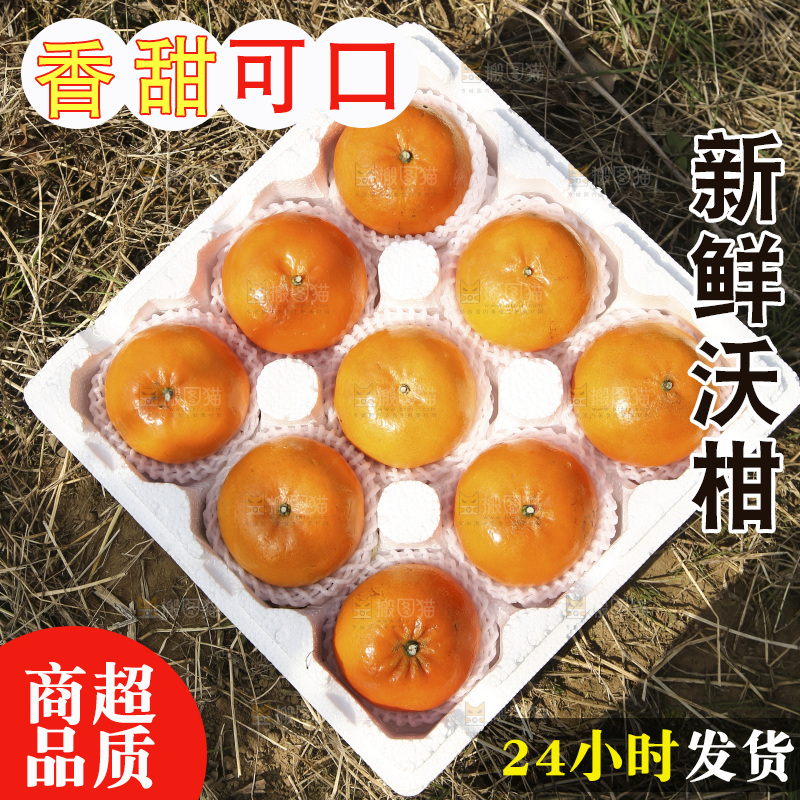 泡沫箱里装着武鸣沃柑