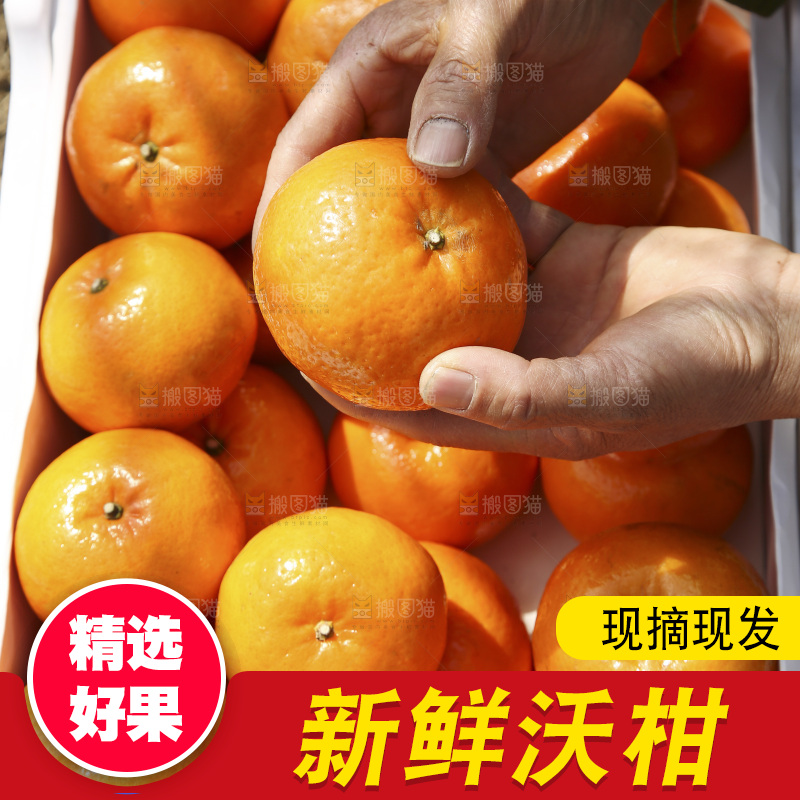 手里拿着沃柑