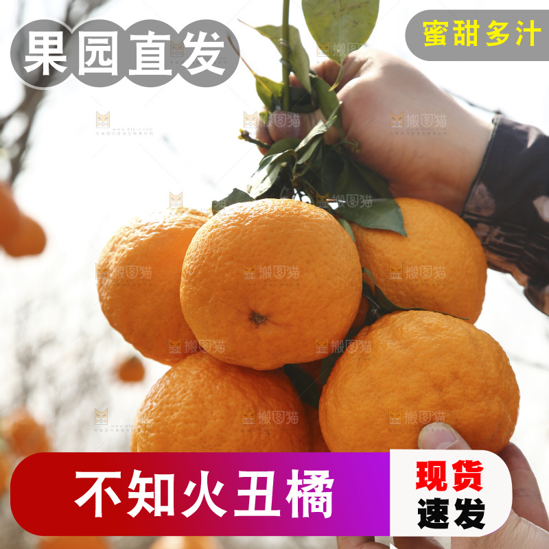 手里拎着一串新鲜丑橘