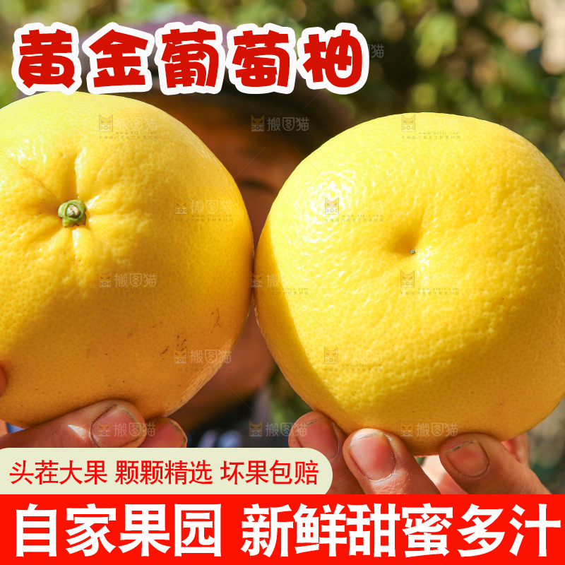 手里拿着黄金葡萄柚