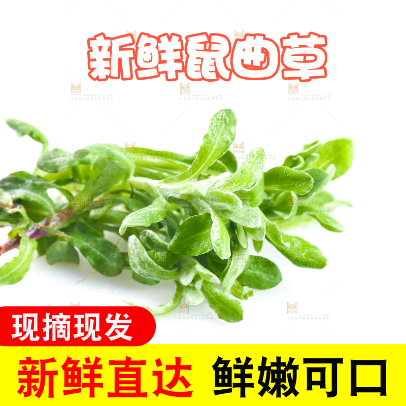 白底上放着鼠曲草