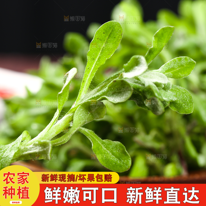 盘子里装着鼠曲草