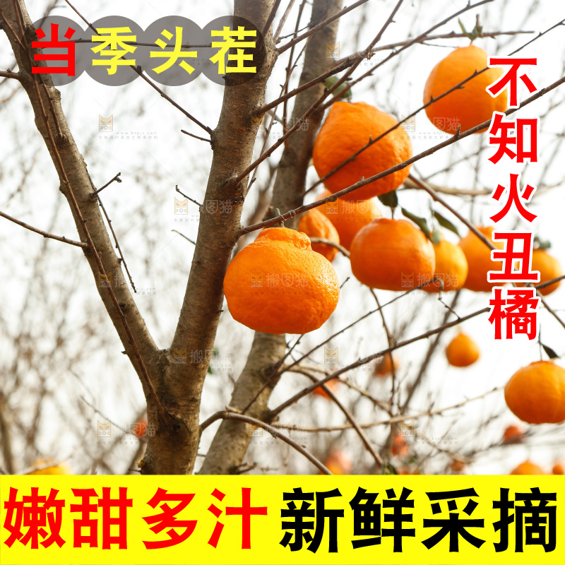 树上挂着丑橘