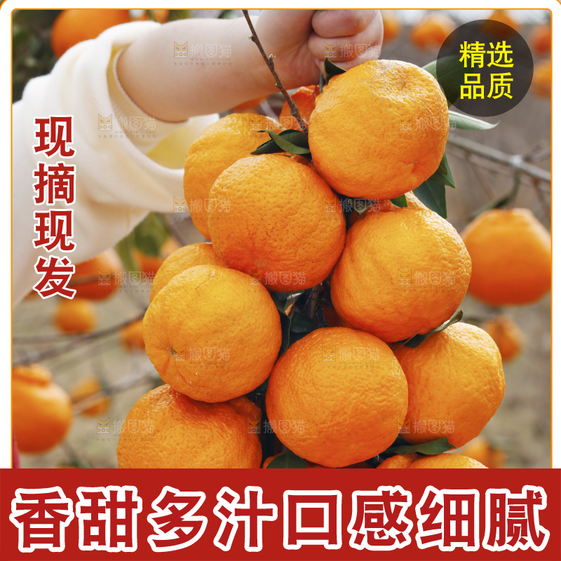 手里拿着一串丑橘