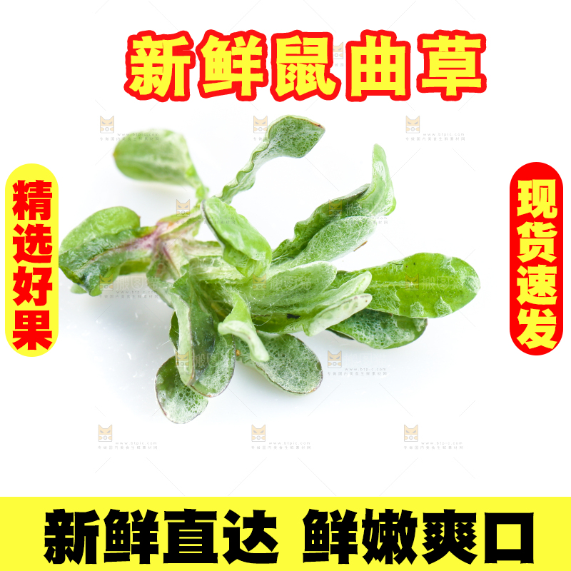 白底上放着鼠曲草
