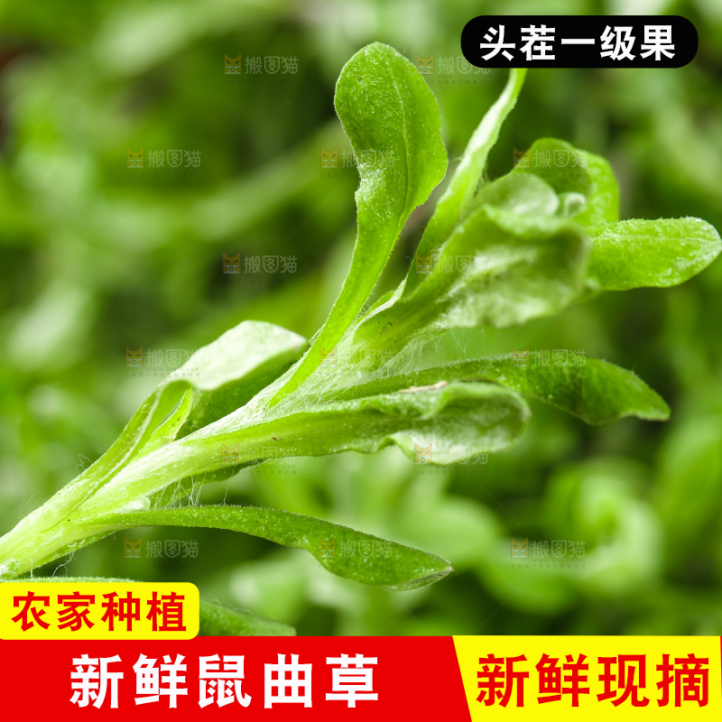 手上拿着鼠曲草