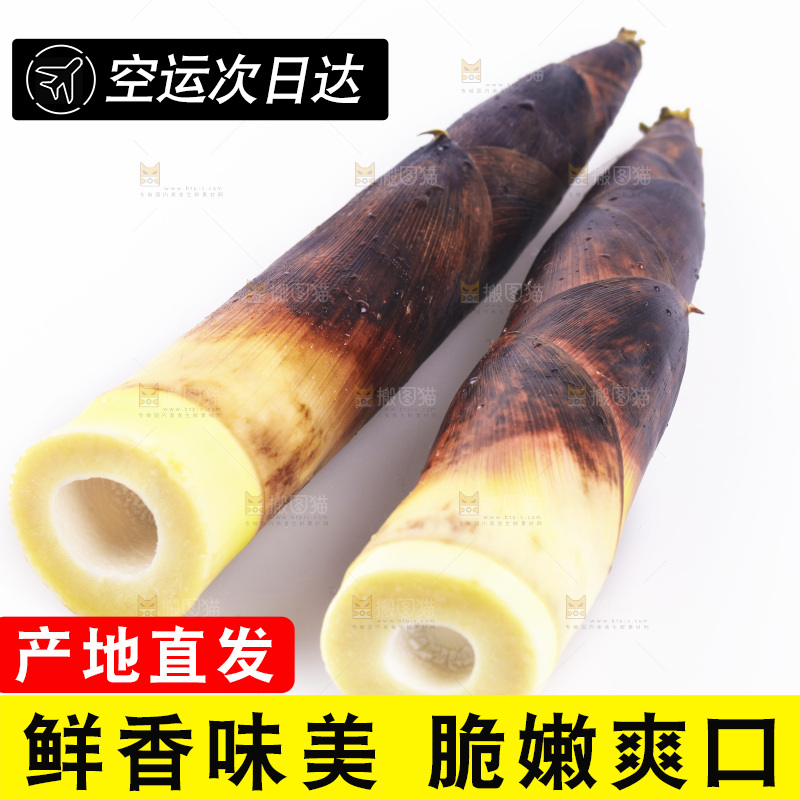 白底上的新鲜春笋